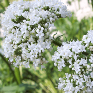 Valerian 50 gram (Valeriana officinalis)